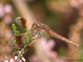 Gebänderte Heidelibelle (Sympetrum pedemontanum), Weibchen - DE (NI)
