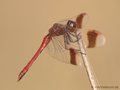 Gebänderte Heidelibelle (Sympetrum pedemontanum), Männchen - DE (NI)
