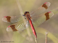 Gebänderte Heidelibelle (Sympetrum pedemontanum), Männchen - DE (NI)