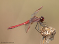 Gebänderte Heidelibelle (Sympetrum pedemontanum), Männchen - DE (NI)