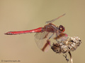 Gebänderte Heidelibelle (Sympetrum pedemontanum), Männchen - DE (NI)