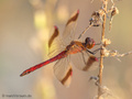 Gebänderte Heidelibelle (Sympetrum pedemontanum), Männchen - DE (NI)