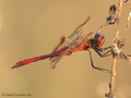 Gebänderte Heidelibelle (Sympetrum pedemontanum), Männchen - DE (NI)