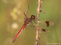 Gebänderte Heidelibelle (Sympetrum pedemontanum), Männchen - DE (NI)