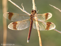 Gebänderte Heidelibelle (Sympetrum pedemontanum), Weibchen - DE (NI)