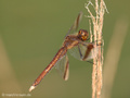 Gebänderte Heidelibelle (Sympetrum pedemontanum), Weibchen - DE (NI)