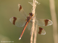 Gebänderte Heidelibelle (Sympetrum pedemontanum), Weibchen - DE (NI)