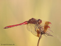 Gebänderte Heidelibelle (Sympetrum pedemontanum), Männchen - DE (NI)