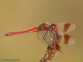 Gebänderte Heidelibelle (Sympetrum pedemontanum), Männchen - DE (NI)