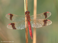 Gebänderte Heidelibelle (Sympetrum pedemontanum), Männchen - DE (NI)