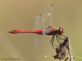 Blutrote Heidelibelle (Sympetrum sanguineum), Männchen - DE (NI)