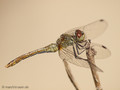 Blutrote Heidelibelle (Sympetrum sanguineum), Weibchen - DE (NI)