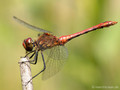Blutrote Heidelibelle (Sympetrum sanguineum), Männchen - DE (SH)