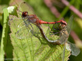 Blutrote Heidelibelle (Sympetrum sanguineum), Paarungsrad - DE (MV)
