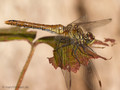 Blutrote Heidelibelle (Sympetrum sanguineum), Weibchen - DE (SH)