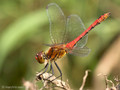 Blutrote Heidelibelle (Sympetrum sanguineum), Männchen in Obelisk-Haltung - DE (SH)
