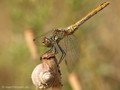 Blutrote Heidelibelle (Sympetrum sanguineum), Weibchen - DE (SH)