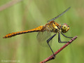 Blutrote Heidelibelle (Sympetrum sanguineum), unausgefärbtes Männchen - DE (SH)