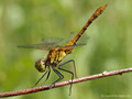 Blutrote Heidelibelle (Sympetrum sanguineum), unausgefärbtes Männchen in Obelisk-Haltung - DE (SH)