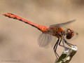 Blutrote Heidelibelle (Sympetrum sanguineum), Männchen - DE (SH)
