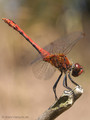 Blutrote Heidelibelle (Sympetrum sanguineum), Männchen in Obelisk-Haltung - DE (SH)