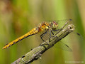 Blutrote Heidelibelle (Sympetrum sanguineum), Weibchen - DE (SH)