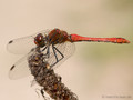 Blutrote Heidelibelle (Sympetrum sanguineum), Männchen - DE (HH)