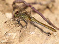 Blutrote Heidelibelle (Sympetrum sanguineum), Weibchen - DE (HH)