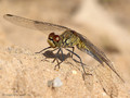 Blutrote Heidelibelle (Sympetrum sanguineum), Weibchen - DE (HH)