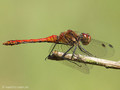 Blutrote Heidelibelle (Sympetrum sanguineum), Männchen - DE (SH)
