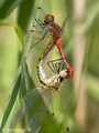 Blutrote Heidelibelle (Sympetrum sanguineum), Paarungsrad - DE (SH)