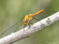 Blutrote Heidelibelle (Sympetrum sanguineum), unausgefärbtes Männchen - DE (SH)