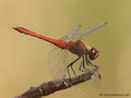 Blutrote Heidelibelle (Sympetrum sanguineum), Männchen - DE (NI)