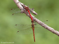 Blutrote Heidelibelle (Sympetrum sanguineum), kurz vor oder nach der Paarung - DE (NI)