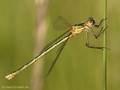 Gemeine Binsenjungfer (Lestes sponsa), Weibchen - DE (MV)