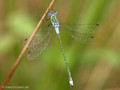 Gemeine Binsenjungfer (Lestes sponsa), Männchen - DE (HH)