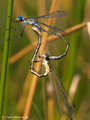 Gemeine Binsenjungfer (Lestes sponsa), Paarungsrad - DE (HH)