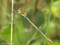Gemeine Binsenjungfer (Lestes sponsa), Weibchen - DE (HH)