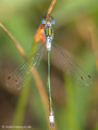 Gemeine Binsenjungfer (Lestes sponsa), Männchen - SE (Hallands län)