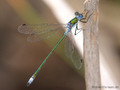 Gemeine Binsenjungfer (Lestes sponsa), Männchen - SE (Hallands län)
