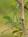 Gemeine Binsenjungfer (Lestes sponsa), Tandem kurz vor oder nach der Paarung - DE (HH)