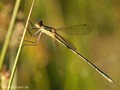 Gemeine Binsenjungfer (Lestes sponsa), junges unausgefärbtes Männchen - DE (MV)