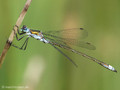 Gemeine Binsenjungfer (Lestes sponsa), Männchen - DE (SH)