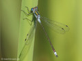 Gemeine Binsenjungfer (Lestes sponsa), Männchen - DE (SH)