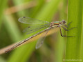 Gemeine Binsenjungfer (Lestes sponsa), Weibchen - DE (MV)