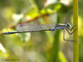 Gemeine Binsenjungfer (Lestes sponsa), Männchen - DE (HH)