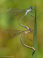 Gemeine Binsenjungfer (Lestes sponsa), Tandem bei der Eiablage - DE (HH)