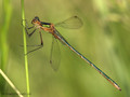 Gemeine Binsenjungfer (Lestes sponsa), junges unausgefärbtes Männchen - DE (MV)