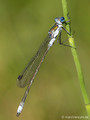 Gemeine Binsenjungfer (Lestes sponsa), Männchen - DE (HH)