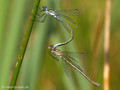 Gemeine Binsenjungfer (Lestes sponsa), Tandem kurz vor der Paarung - DE (HH)